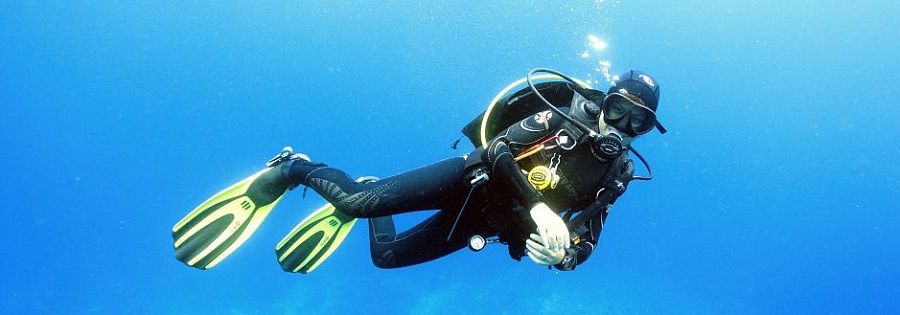 النحل يحفر جبل طارق